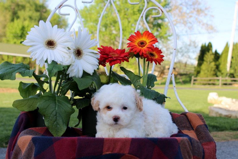 puppy, for, sale, Toy Poodle, Matthew B. Stoltzfus, dog, breeder, Gap, PA, dog-breeder, puppy-for-sale, forsale, nearby, find, puppyfind, locator, puppylocator, aca